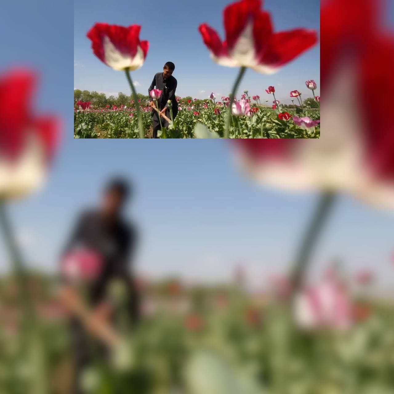 مقام هندی: خطر قاچاق موادمخدر افغانستان به هند دو برابر شده است