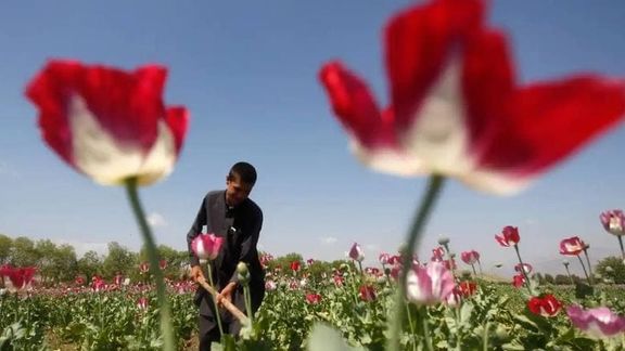 مقام هندی: خطر قاچاق موادمخدر افغانستان به هند دو برابر شده است