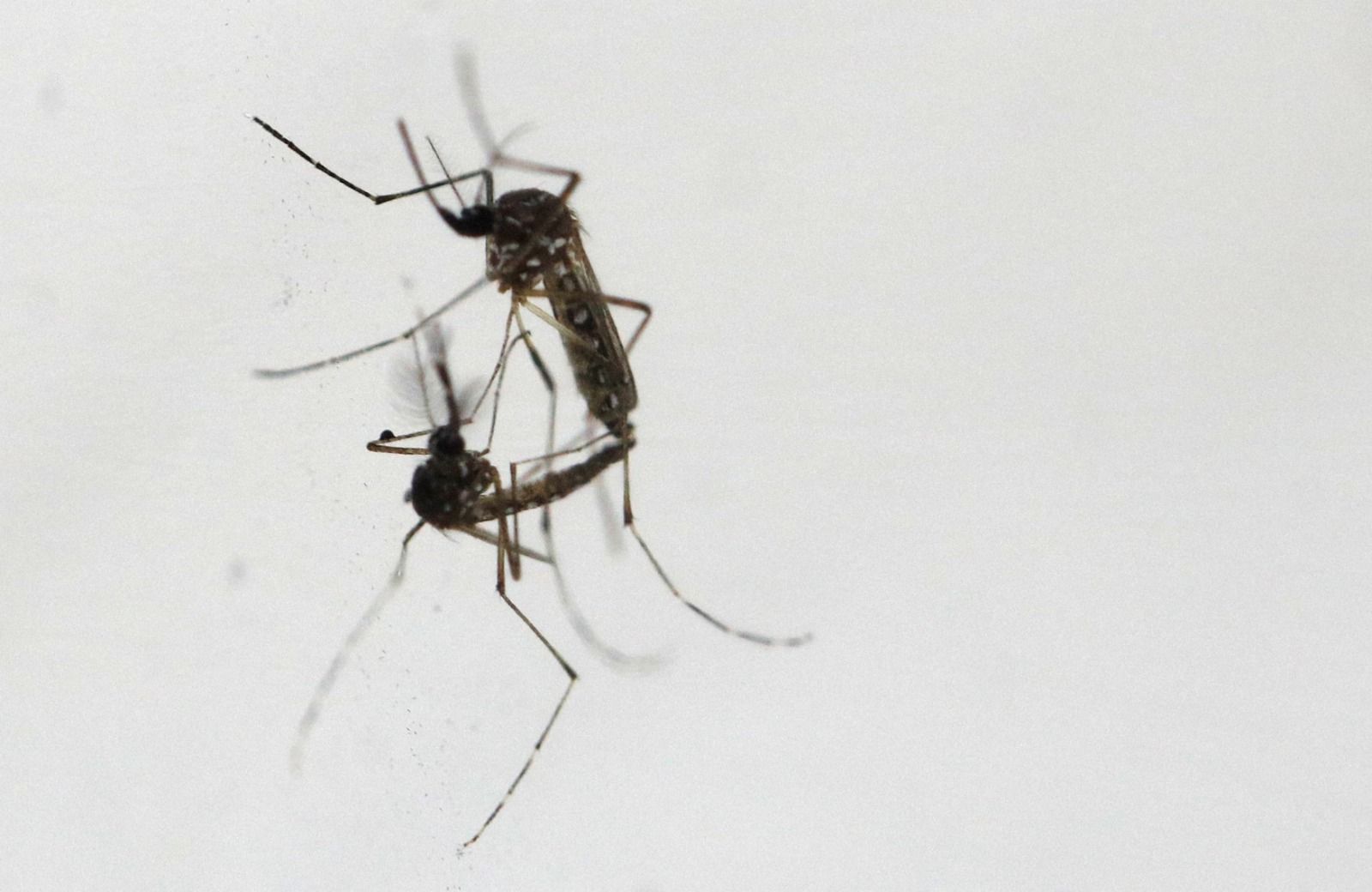 Dengue Virus Circulating Widely In Eastern Afghanistan, Says WHO