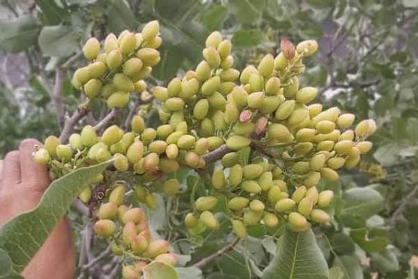 د اقلیمي بدلون اغېزې؛ په بادغیس کې د پستې حاصلات ۵۰ سلنه کم شوي