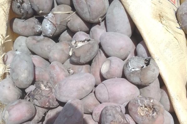طالبان وايي ۳۵ ټنه خوسا الوګان یې بېرته پاکستان ته ګرځولي