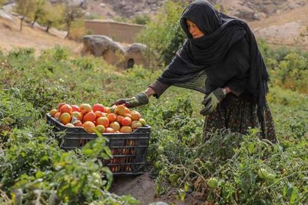سازمان ملل پروژه ۲۳ میلیون دالری را برای حمایت از بازگشتکنندگان افغان آغاز کرد