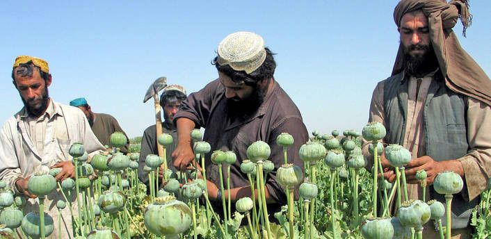 طالبانو د نشه‌يي توکو پر وړاندې د مبارزې لپاره له نړۍوالې ټولنې د مرستې غوښتنه وکړه