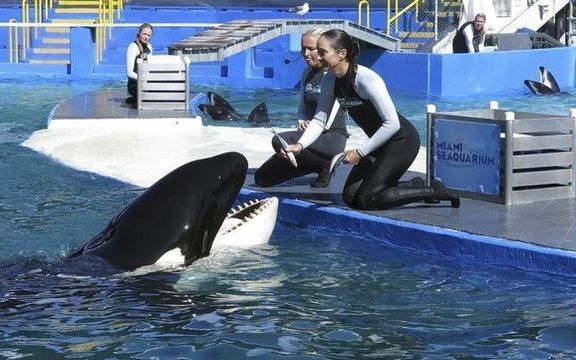 مسنترین نهنگ قاتل پس از نیم قرن اسارت از آکواریوم فلوریدا آزاد میشود