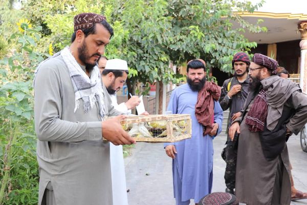 له افغانستان څخه پاکستان ته د ۳۴ کنري ډوله مرغانو د قاچاق مخه نیول شوې