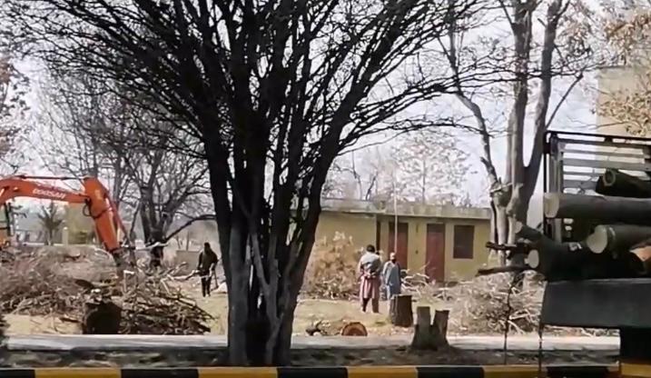 منابع: طالبان برای کسب پول درختان ده ساله و ناجو را در دانشگاه کابل قطع می‌کنند