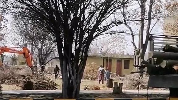 منابع: طالبان برای کسب پول درختان ده ساله و ناجو را در دانشگاه کابل قطع میکنند