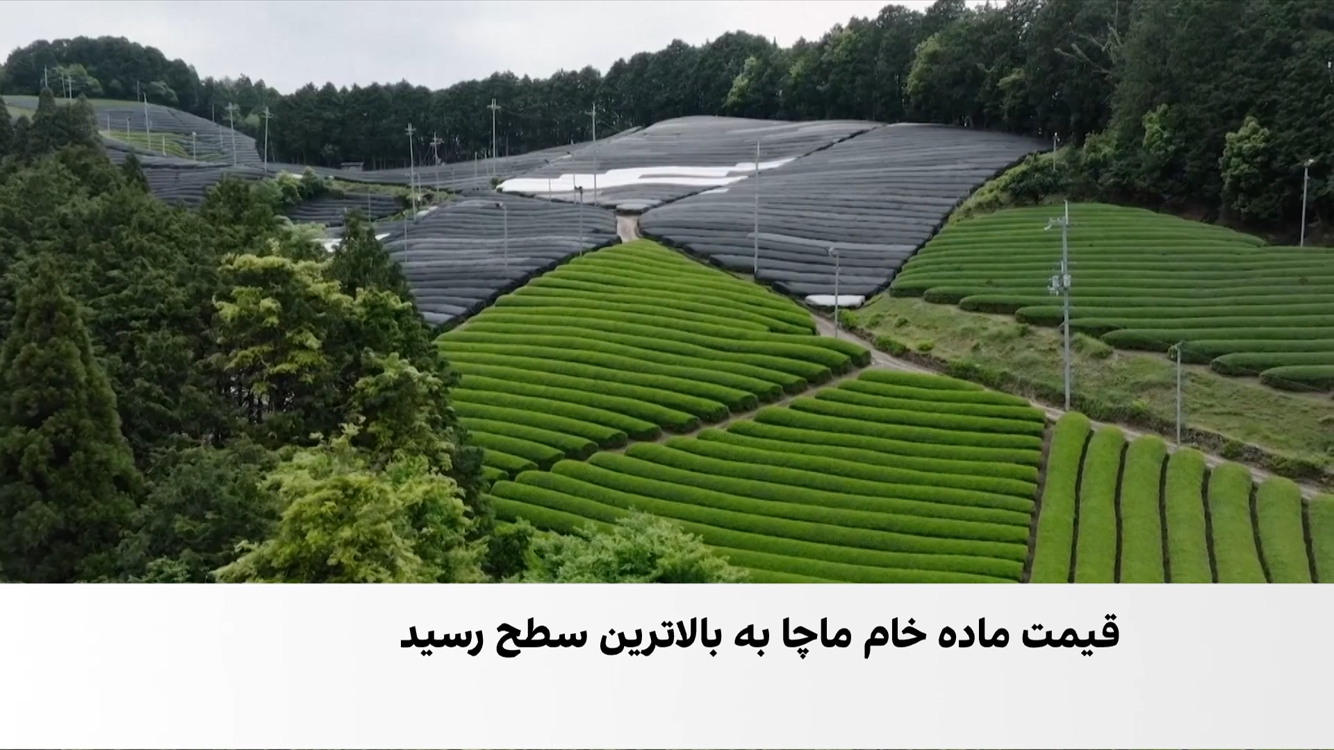 ماچا؛ رقیب تازه قهوه
