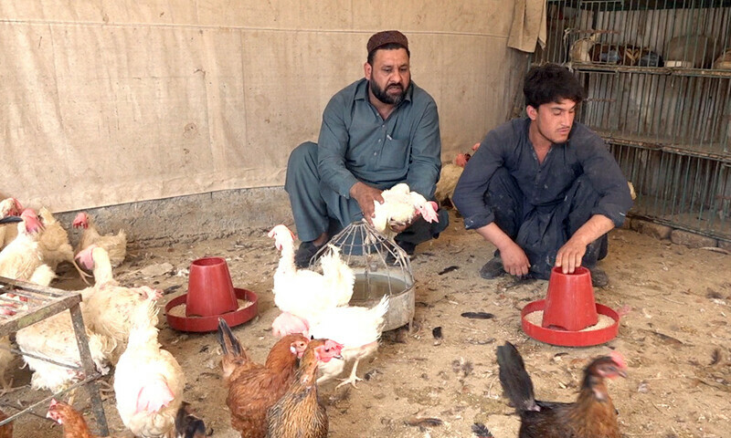 د پاکستان او افغانستان ترمنځ د سوداګرۍ بندښت د چرګانو د روزنې صنعت سخت اغېزمن کړی