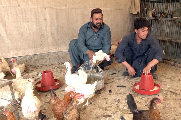 د پاکستان او افغانستان ترمنځ د سوداګرۍ بندښت د چرګانو د روزنې صنعت سخت اغېزمن کړی