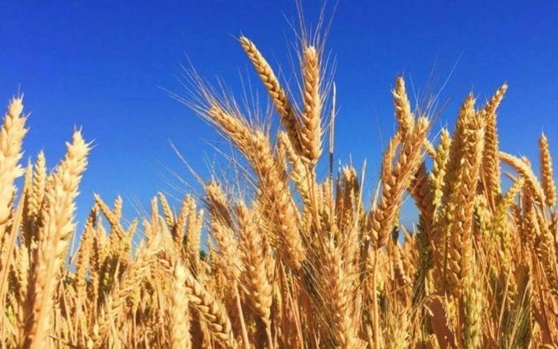 د قزاقستان د کرنې وزارت: افغانستان ته د غنمو او اوړو صادرات ۲،۳ برابره ډېر شوي