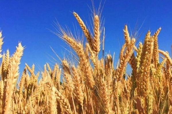 د قزاقستان د کرنې وزارت: افغانستان ته د غنمو او اوړو صادرات ۲،۳ برابره ډېر شوي