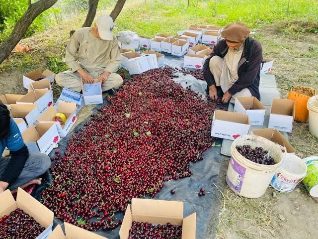نوي ډیلي سره سوداګریزې اړیکې؛ طالبان هند ته د پنجشېر ۵۰ټنه ګیلاس لېږي