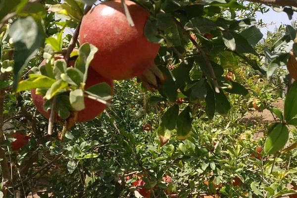 طالبان وايي ارزګان کې د انارو له ۶۶۹ هکټاره باغونو څخه څه باندې ۶زره ټنه حاصلات راټول شوي