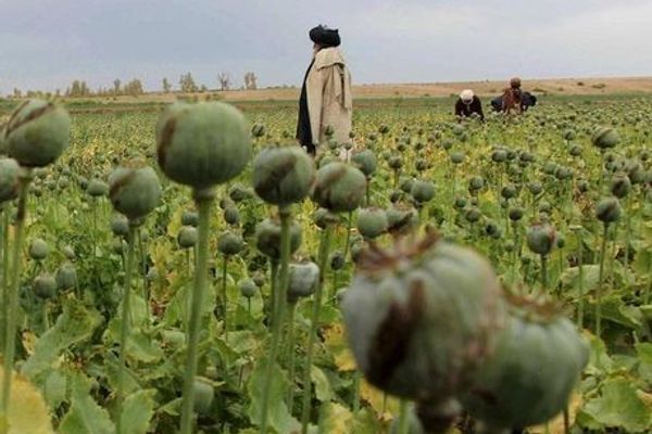 الأمم المتحدة تؤكد ضرورة مكافحة الشبكات الإجرامية العابرة للحدود في أفغانستان والعالم