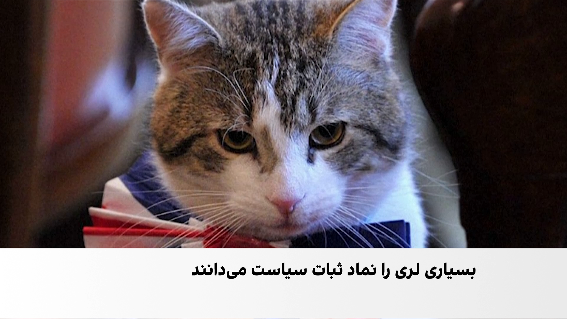 لری؛ گربه‌ای که از نخست‌وزیران ماندگارتر است