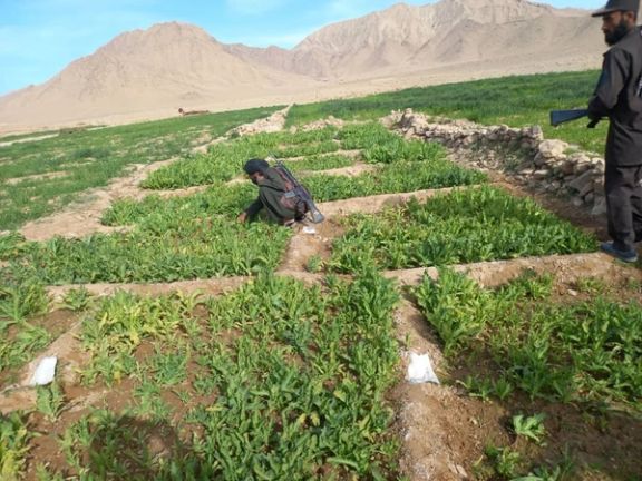 سیمهایزې سرچینې: له دوه کالو وروسته سویلي ولایتونو کې بیا د کوکنارو کر ـ کیلې ډېرې شوې دي