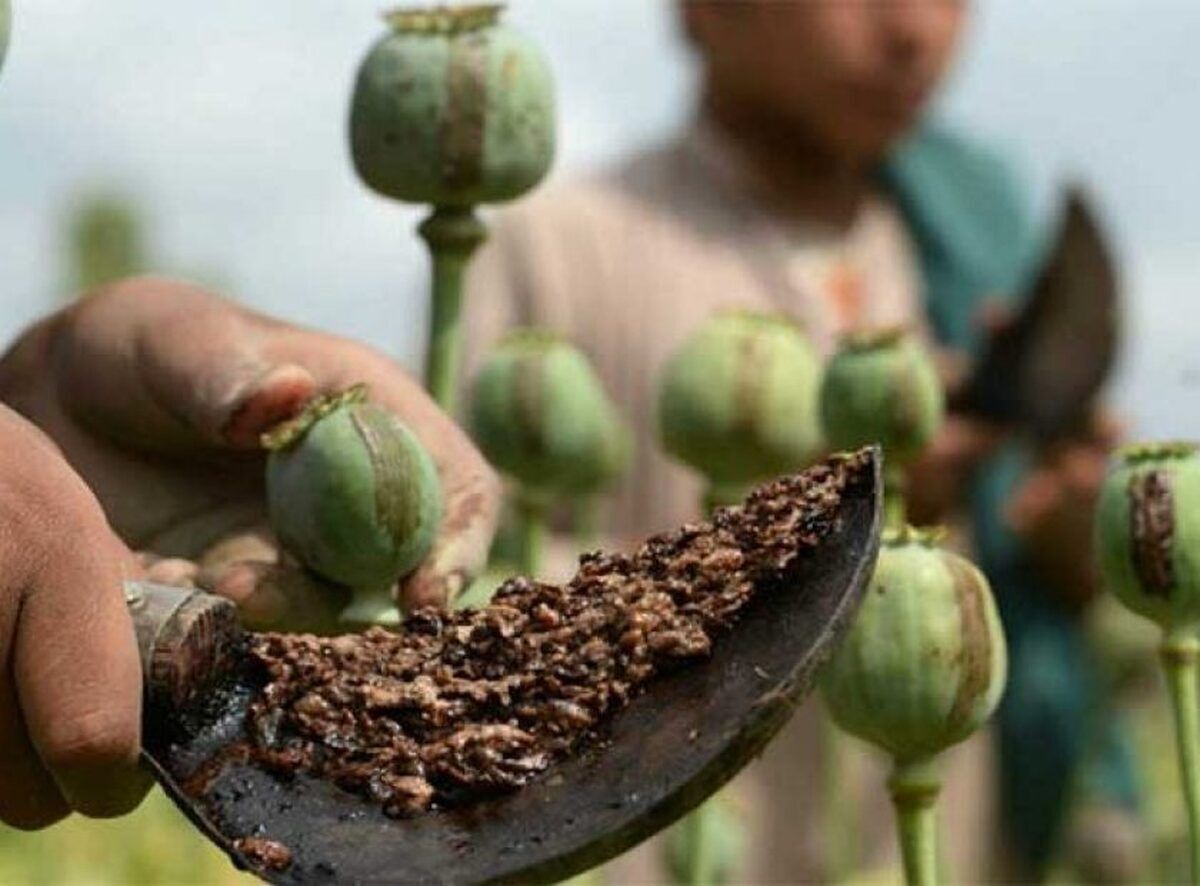 د کوکنارو پر کر د طالبانو له بندیز وروسته د تاریاکو بیې په بې ساري ډول لوړې شوې 