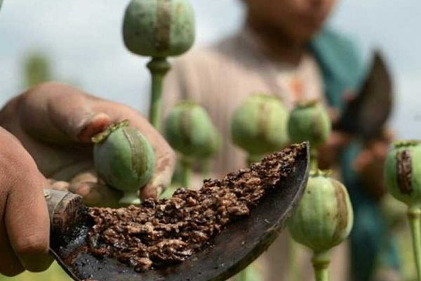 د کوکنارو پر کر د طالبانو له بندیز وروسته د تاریاکو بیې په بې ساري ډول لوړې شوې