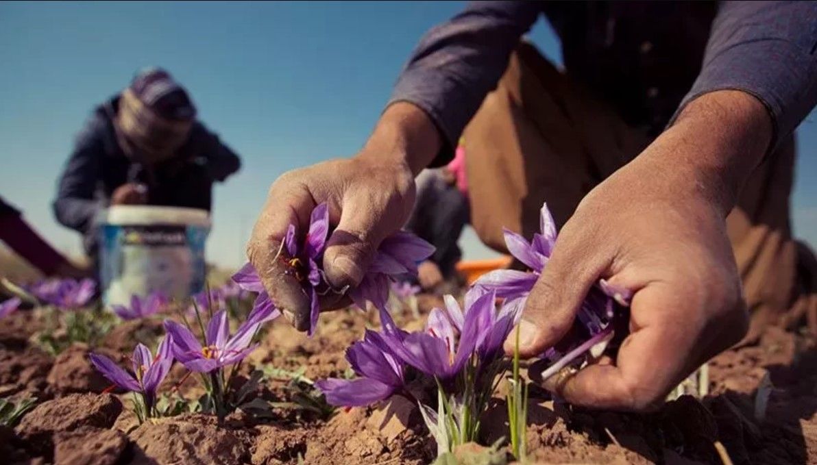 دبیر شورای ملی زعفران ایران: طالبان زعفران ایران را به نام افغانستان صادر می‌کند