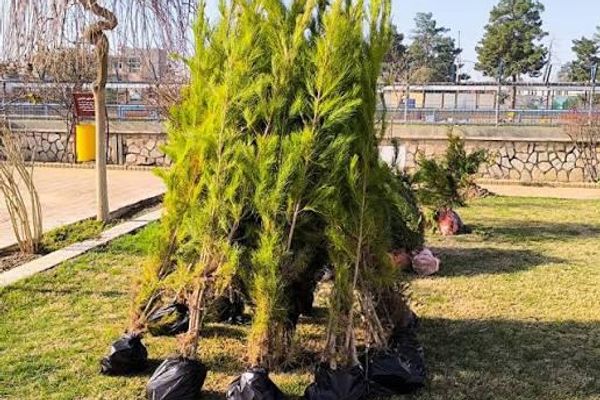 طالبانو له صنعت کارانو غوښتي چې هر یو د خپلو کار خونو شاوخوا ۵۰نیالګي کینوي