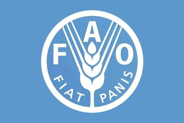 ملګري ملتونه: دا مهال شاوخوا ۱۳.۸ مېلیونه افغانان د خوړو ناامنۍ سره مخ دي