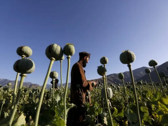 اسپانیاوي چارواکی: که افغانستان کوکنار ونه کري، په اروپا کې به زرګونه کسان مړه شي