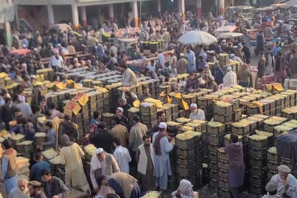 افغانستان ته د تورخم له لارې د پاکستانۍ مالټو، امروتو او کېلو قاچاق روان دی