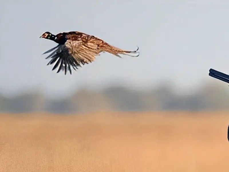 طالبان ده‌ها نفر را به اتهام شکار و قاچاق حیوانات و پرندگان وحشی در قندهار بازداشت کرد 
