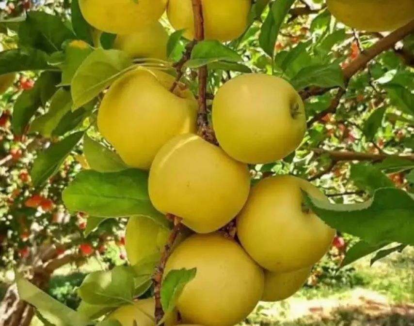 سږکال؛ پنجشېر کې تر ۶زره مټریک ټنه زیاتې مڼې او ۲۴۰ مټریک ټنه د غوزانو حاصلات ترلاسه شوي