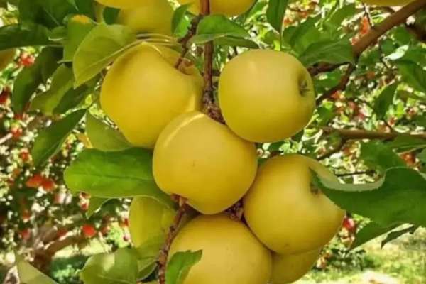 سږکال؛ پنجشېر کې تر ۶زره مټریک ټنه زیاتې مڼې او ۲۴۰ مټریک ټنه د غوزانو حاصلات ترلاسه شوي