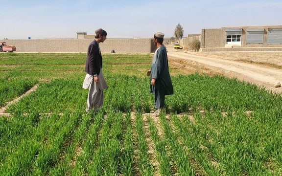 سازمان ملل: کشت خشخاش در افغانستان، پارسال مانع تولید ٤٩٠ هزار تن گندم شد