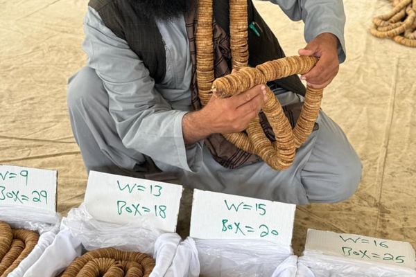 طالبان وايي د افغانستان ۱۰۰ ټنه وچ انځر هندوستان ته صادر شول