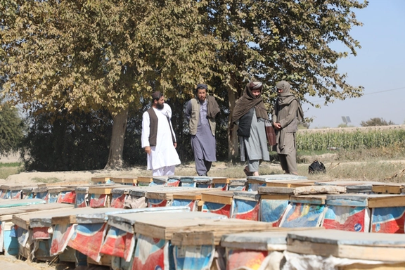 طالبان وایي، په هلمند کې روان کال د شاتو تولید ۳۵ ټنو ته رسېږي
