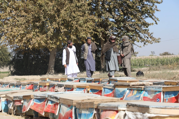 طالبان وایي، په هلمند کې روان کال د شاتو تولید ۳۵ ټنو ته رسېږي