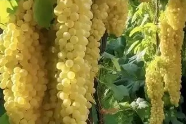 سږکال؛ په کندوز کې نږدې ٧٠زره مټریک ټنه د انګورو حاصلات ترلاسه شوي