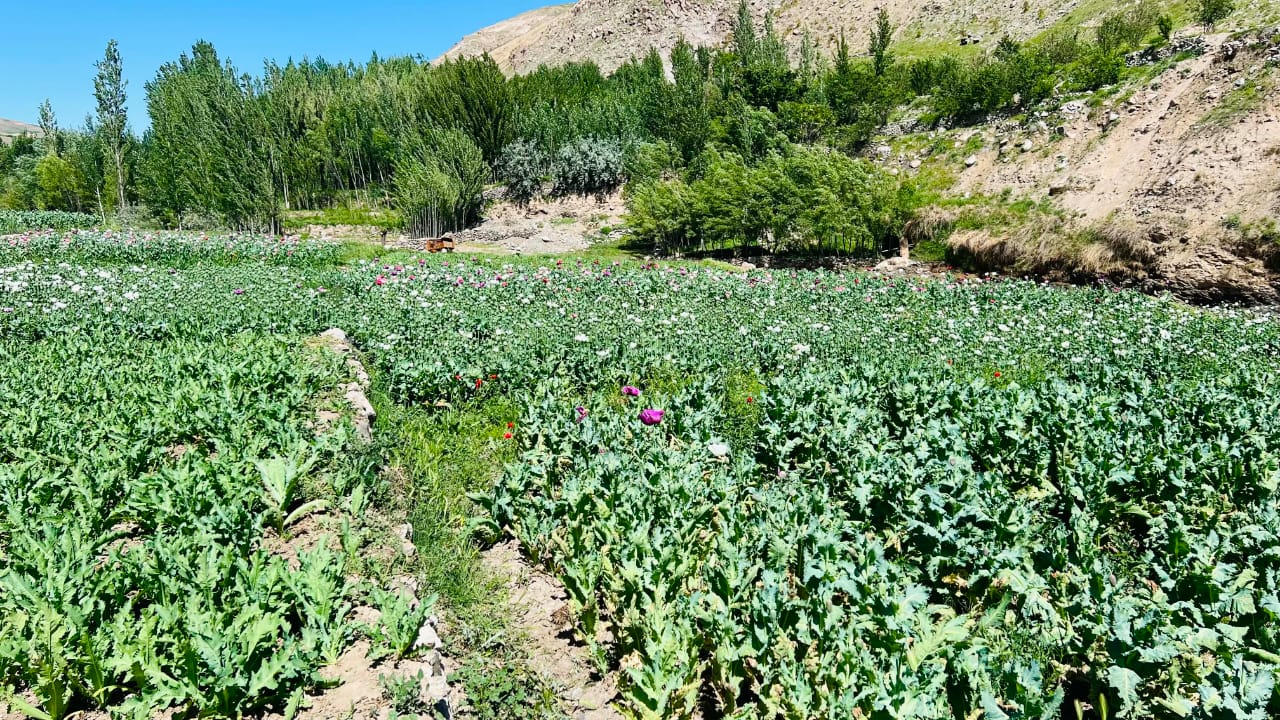 درگیری طالبان با باشندگان ارگوی بدخشان بر سر تخریب مزارع خشخاش، یک «کشته» بر جای گذاشت