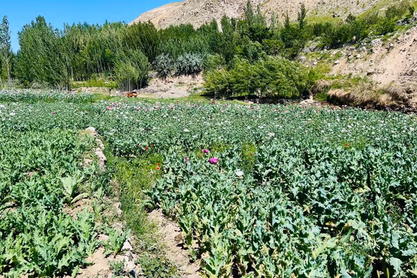 درگیری طالبان با باشندگان ارگوی بدخشان بر سر تخریب مزارع خشخاش، یک «کشته» بر جای گذاشت