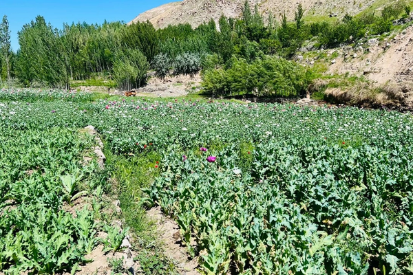 درگیری طالبان با باشندگان ارگوی بدخشان بر سر تخریب مزارع خشخاش، یک «کشته» بر جای گذاشت