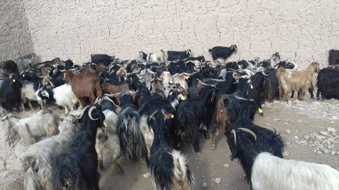 طالبان وایي په ارزګان کې ۲۵۱ مستحقو کورنیو ته د مالدارۍ مرستې وېشل شوې