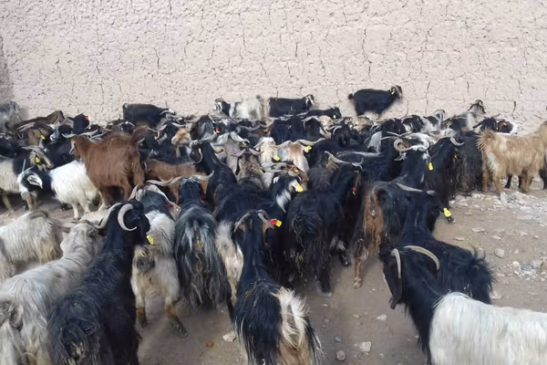 طالبان وایي په ارزګان کې ۲۵۱ مستحقو کورنیو ته د مالدارۍ مرستې وېشل شوې