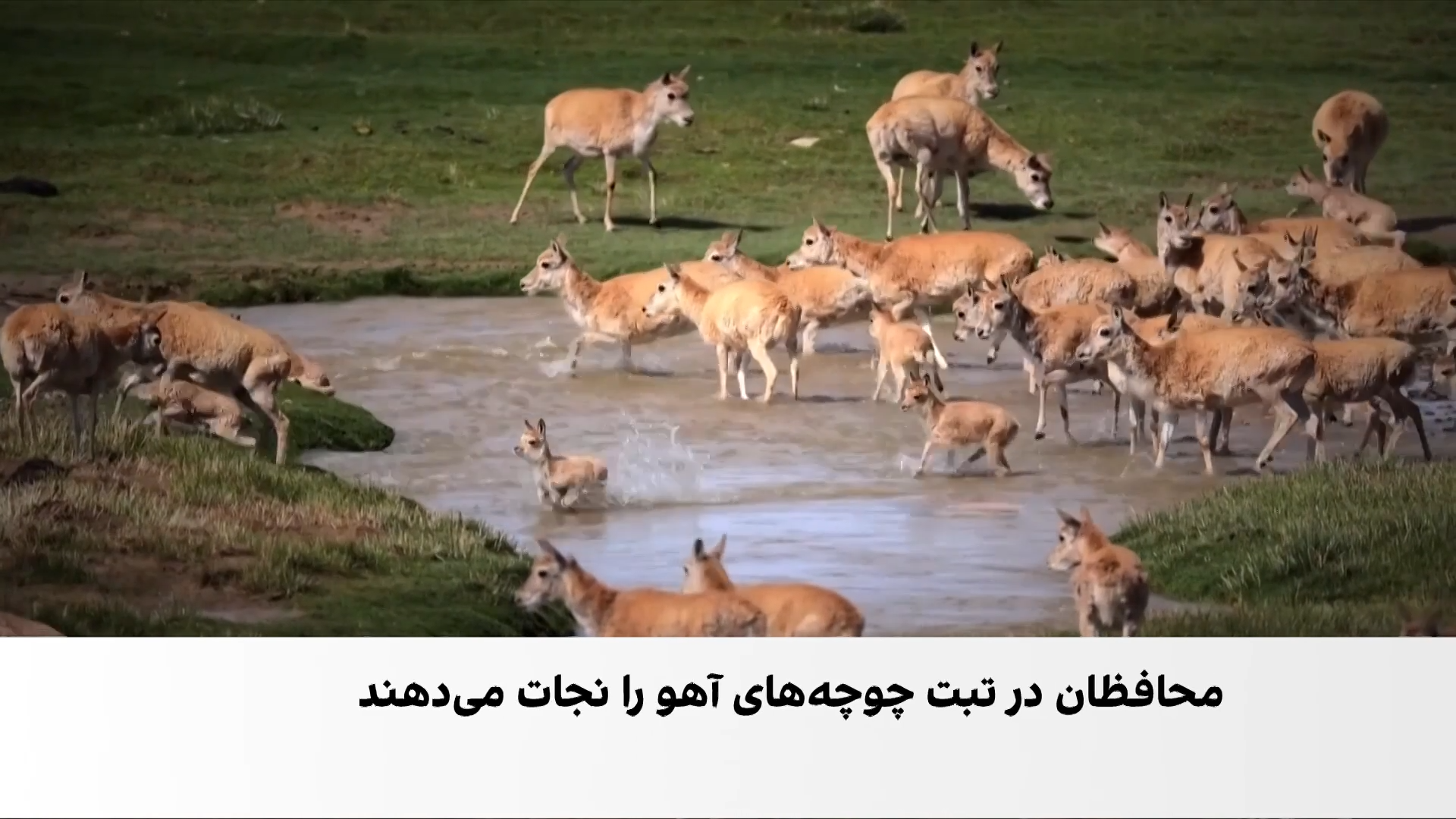 پاسبانان آهوها در کوهستان‌های چین