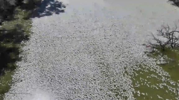 سطح پایین محلول اکسیژن در رودخانهای در استرالیا باعث شد «میلیونها ماهی جان بدهند»