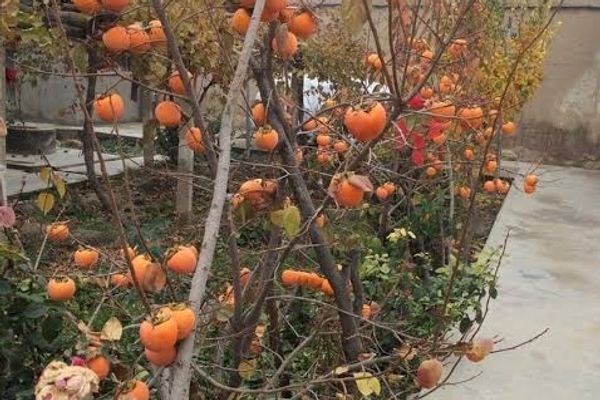 طالبان وایي د خوست په دوو ولسوالیو کې یې پر ۱۰۰ بزګرانو د سرو املوکو نیالګي وېشلي دي