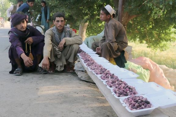 د ارغنداب ولسوالۍ د سړک پر غاړه ماشومان توتان پلوري