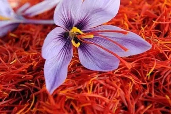 فروش سالانه یک میلیون دالری زعفران افغانستان در نمایشگاه پاریس