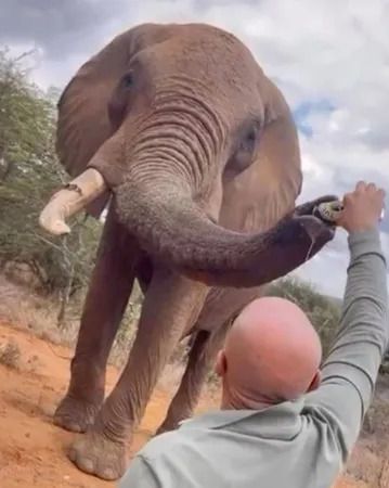 ریختن آبجو در خرطوم فیل خشم مردم کنیا را برانگیخت