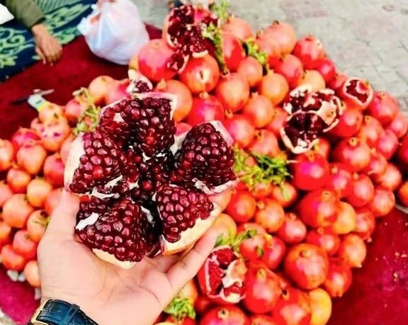 ۱۴۰۴کال کې؛ په کندهار کې د انارو له بڼونو شاوخوا ۲۷۴زره ټنه حاصلات ترلاسه شوي