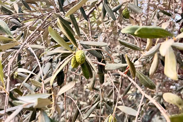په شته اوبو کې؛ د ننګرهار کانال د هډې فارم د زیتونو ونې د وچېدو له ګواښ سره مخ دي