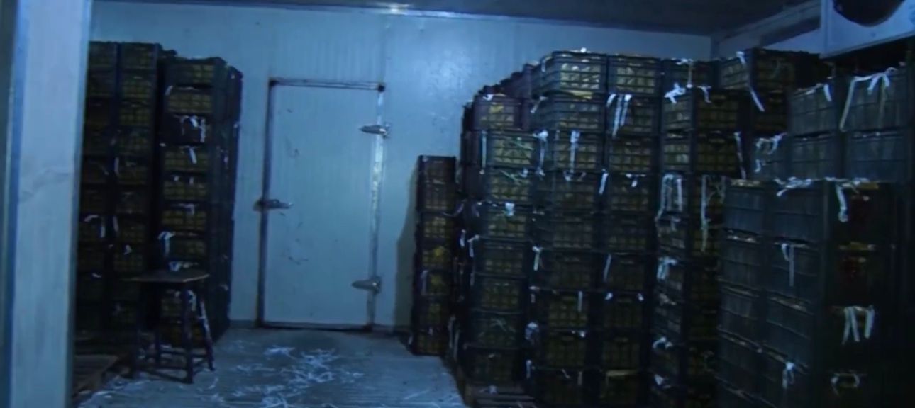 د کرنې او مالدارۍ خونه: ترکي پانګه‌وال د سړوخونو په برخه کې ۱۵ مېلیونه ډالر پانګونه کوي